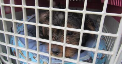 30 Cães de canil clandestino são resgatados em Santo André 30 Cães de canil clandestino são resgatados em Santo André